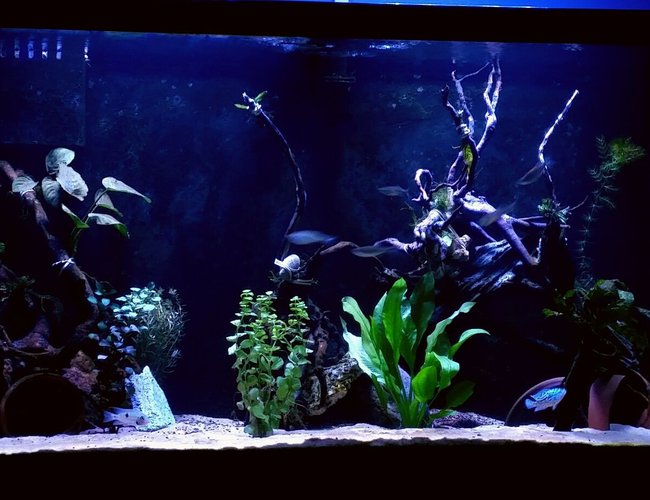 90 gallons freshwater fish tank (mostly fish and non-living decorations) - 90 gallon new world cichlid tank 90 gallons freshwater fish tank (mostly fish and non-living decorations) - 90 gallon new world cichlid tank