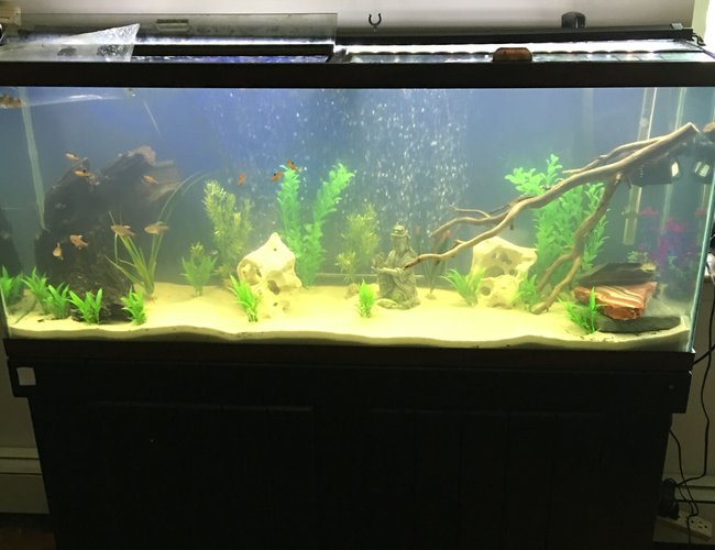 55 gallons freshwater fish tank (mostly fish and non-living decorations) - Coming together 55 gallons freshwater fish tank (mostly fish and non-living decorations) - Coming together