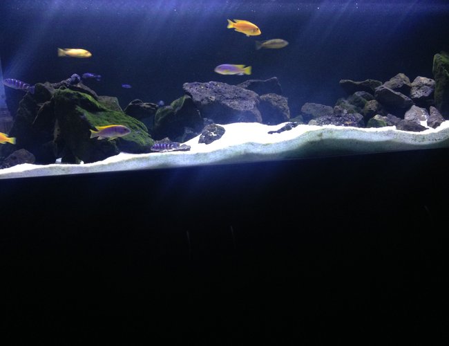 80 gallons freshwater fish tank (mostly fish and non-living decorations) - African mbuna cichlid tank 80 gallons freshwater fish tank (mostly fish and non-living decorations) - African mbuna cichlid tank