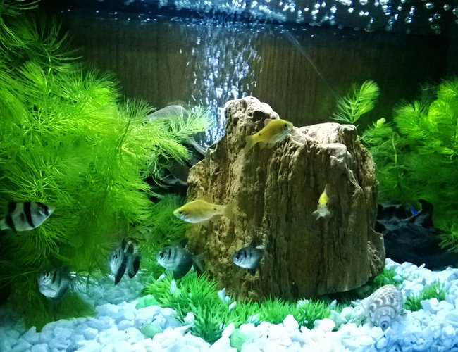 15 gallons freshwater fish tank (mostly fish and non-living decorations) - 1st photo of My little fish tank.. 15 gallons freshwater fish tank (mostly fish and non-living decorations) - 1st photo of My little fish tank..