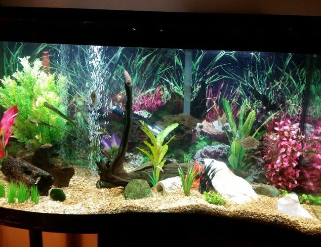 90 gallons freshwater fish tank (mostly fish and non-living decorations) - 90 gallon wave front 90 gallons freshwater fish tank (mostly fish and non-living decorations) - 90 gallon wave front