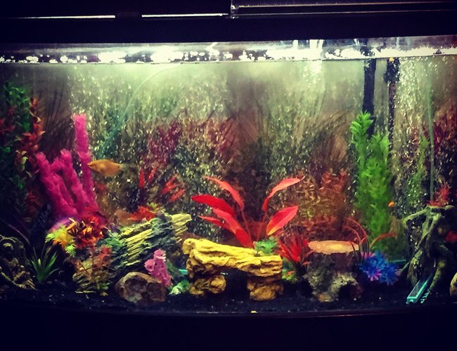 90 gallons freshwater fish tank (mostly fish and non-living decorations) - original setup of 90 gallon 90 gallons freshwater fish tank (mostly fish and non-living decorations) - original setup of 90 gallon