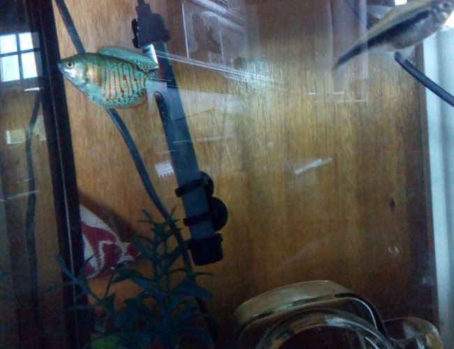 20 gallons freshwater fish tank (mostly fish and non-living decorations) - Blue dwarf Gourami 20 gallons freshwater fish tank (mostly fish and non-living decorations) - Blue dwarf Gourami