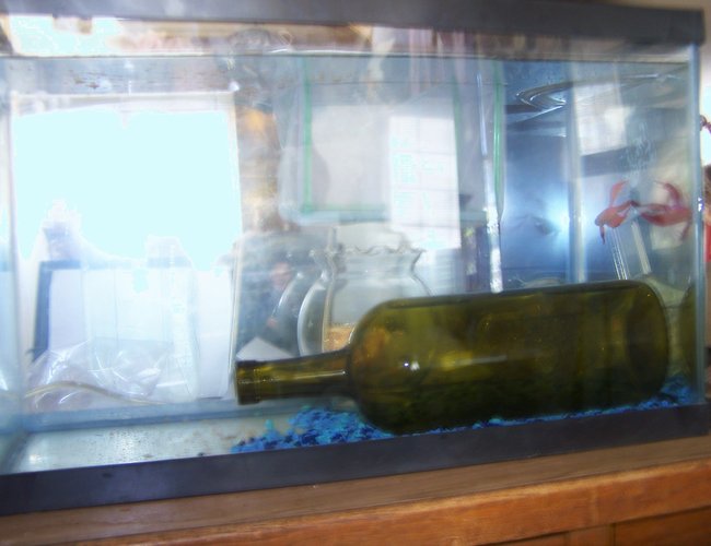 5 gallons freshwater fish tank (mostly fish and non-living decorations) - breeding tank setup 5 gallons freshwater fish tank (mostly fish and non-living decorations) - breeding tank setup