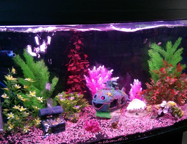 40 gallons freshwater fish tank (mostly fish and non-living decorations) - My tank, has 6 Danios it's been running for 3 wks 40 gallons freshwater fish tank (mostly fish and non-living decorations) - My tank, has 6 Danios it's been running for 3 wks