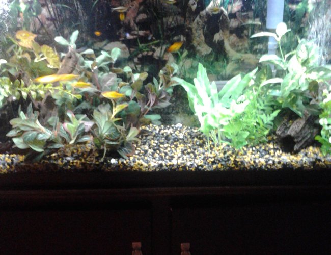 55 gallons freshwater fish tank (mostly fish and non-living decorations) - 55 gallon 55 gallons freshwater fish tank (mostly fish and non-living decorations) - 55 gallon