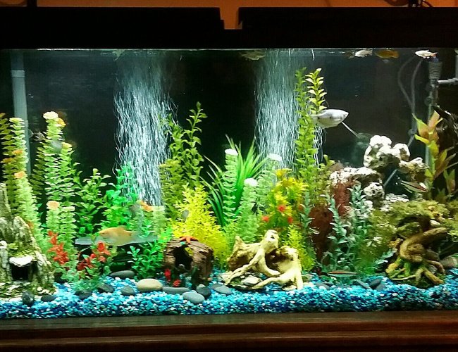 65 gallons freshwater fish tank (mostly fish and non-living decorations) - 65 gallon freshwater tank with various community fish and fake plants. 65 gallons freshwater fish tank (mostly fish and non-living decorations) - 65 gallon freshwater tank with various community fish and fake plants.