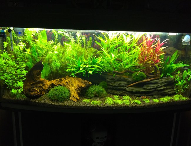 240 gallons freshwater fish tank (mostly fish and non-living decorations) - My 240l bow front tank
4 months old 240 gallons freshwater fish tank (mostly fish and non-living decorations) - My 240l bow front tank
4 months old
