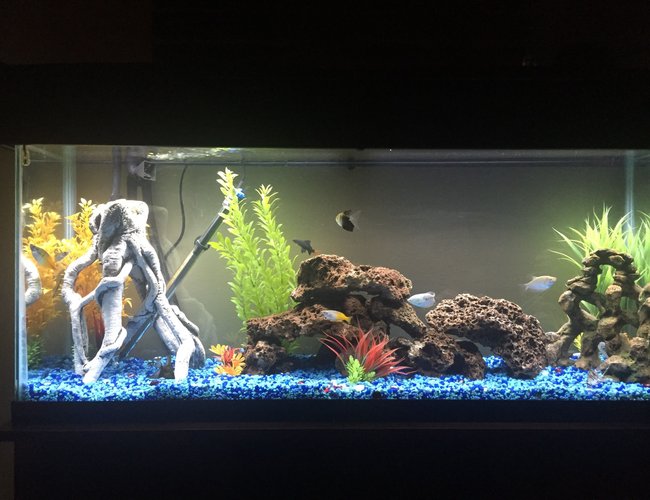 65 gallons freshwater fish tank (mostly fish and non-living decorations) - So far 65 gallons freshwater fish tank (mostly fish and non-living decorations) - So far