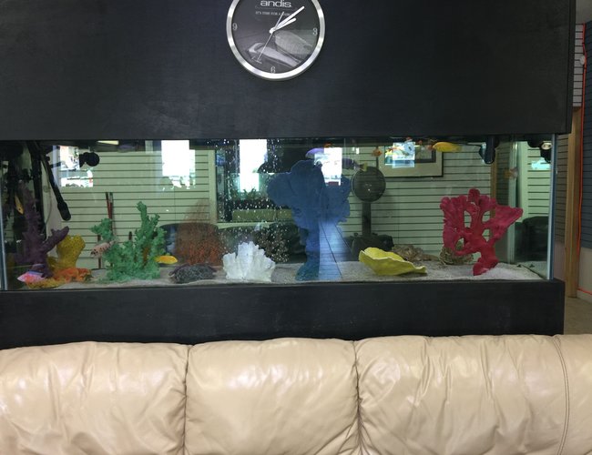 125 gallons freshwater fish tank (mostly fish and non-living decorations) - 125 gallon
Barbershop aquarium
African cichlids 125 gallons freshwater fish tank (mostly fish and non-living decorations) - 125 gallon
Barbershop aquarium
African cichlids