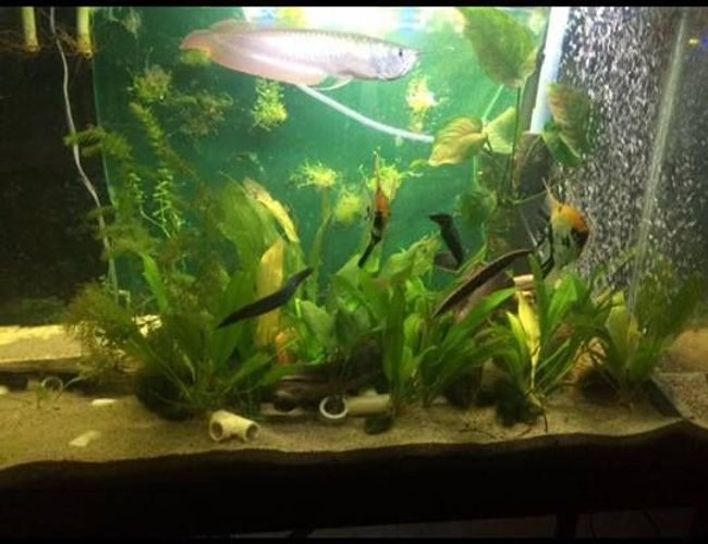 220 gallons freshwater fish tank (mostly fish and non-living decorations) - 4 eels and arowana in a 65 gallon , waiting for them to be big enough for the 220g predator communauty 220 gallons freshwater fish tank (mostly fish and non-living decorations) - 4 eels and arowana in a 65 gallon , waiting for them to be big enough for the 220g predator communauty
