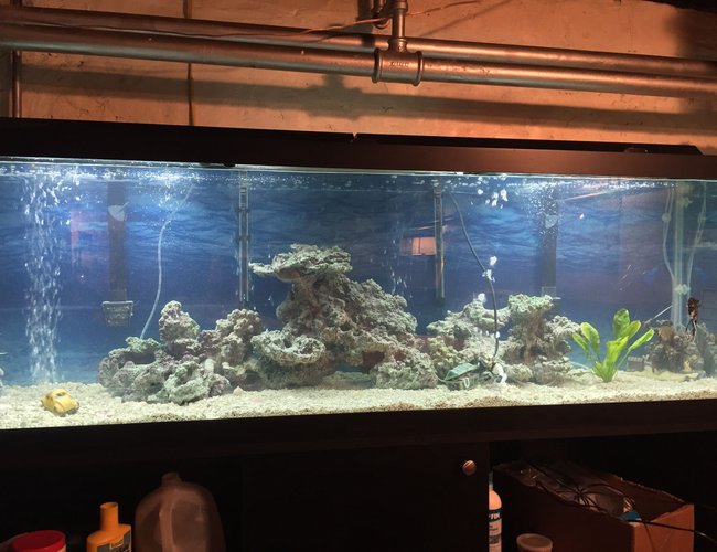 125 gallons freshwater fish tank (mostly fish and non-living decorations) - Freshwater one angel fish , gourami, 125 gallons freshwater fish tank (mostly fish and non-living decorations) - Freshwater one angel fish , gourami,