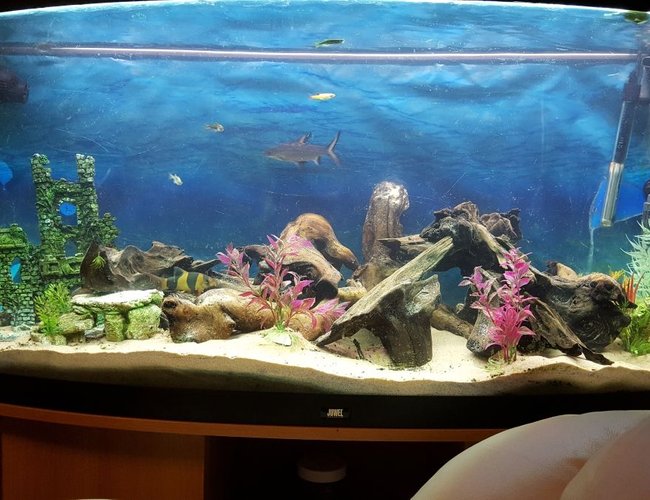 52 gallons freshwater fish tank (mostly fish and non-living decorations) - New juwel 250l tank 52 gallons freshwater fish tank (mostly fish and non-living decorations) - New juwel 250l tank