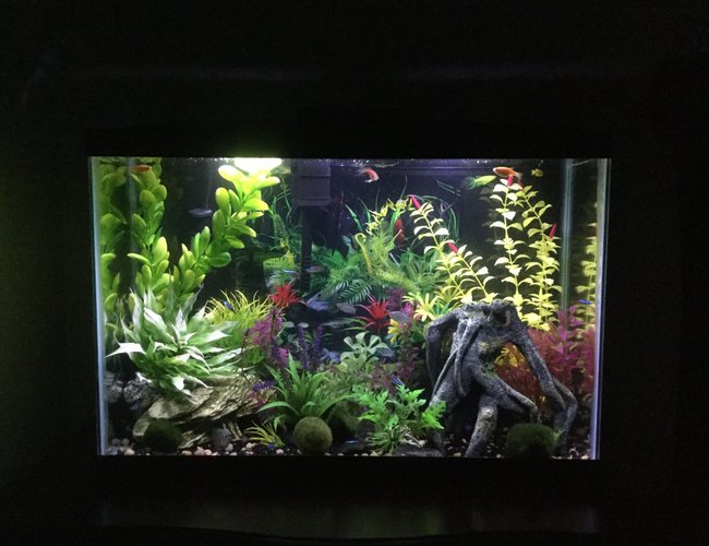 15 gallons freshwater fish tank (mostly fish and non-living decorations) - 15 gallon freshwater 15 gallons freshwater fish tank (mostly fish and non-living decorations) - 15 gallon freshwater