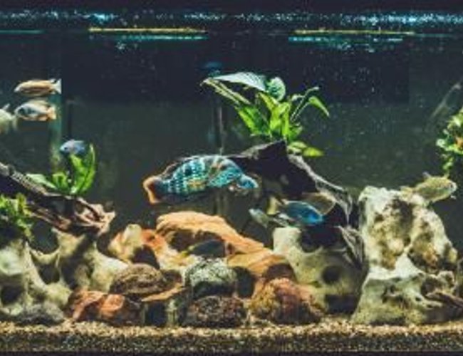 120 gallons freshwater fish tank (mostly fish and non-living decorations) - 120 gallon 120 gallons freshwater fish tank (mostly fish and non-living decorations) - 120 gallon