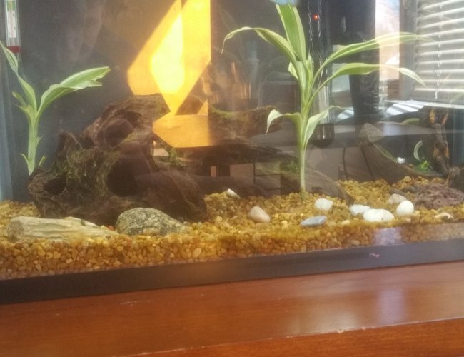 10 gallons freshwater fish tank (mostly fish and non-living decorations) - 10 gallon top fin starter kit
The angelfish is leaving so please comment what fish I could put with this dwarf gourami,there is nothing else in the tank 10 gallons freshwater fish tank (mostly fish and non-living decorations) - 10 gallon top fin starter kit
The angelfish is leaving so please comment what fish I could put with this dwarf gourami,there is nothing else in the tank