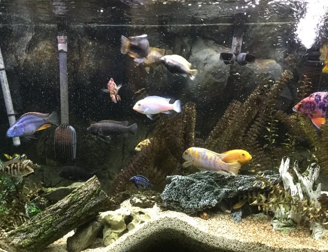 110 gallons freshwater fish tank (mostly fish and non-living decorations) - 110 gallon African Cichlid Aquarium. 110 gallons freshwater fish tank (mostly fish and non-living decorations) - 110 gallon African Cichlid Aquarium.