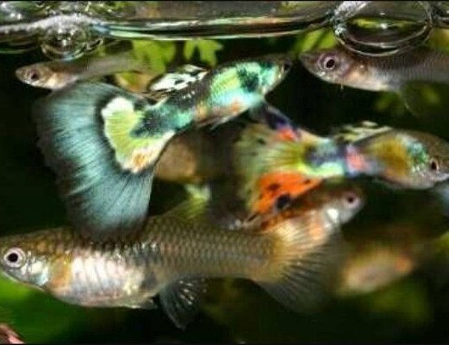 55 gallons freshwater fish tank (mostly fish and non-living decorations) - Community fish only 55 gallons freshwater fish tank (mostly fish and non-living decorations) - Community fish only