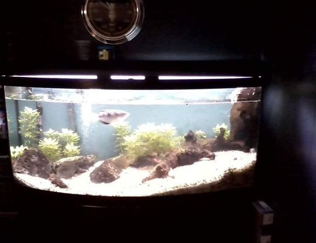 72 gallons freshwater fish tank (mostly fish and non-living decorations) - 72 Bowfront with Banded Archerfish Hygrophila difformis. 72 gallons freshwater fish tank (mostly fish and non-living decorations) - 72 Bowfront with Banded Archerfish Hygrophila difformis.