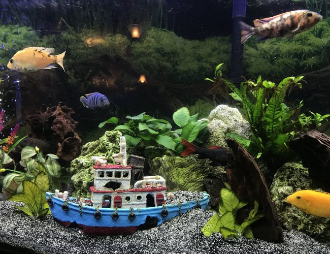 60 gallons freshwater fish tank (mostly fish and non-living decorations) - My aquarium with mostly Cichlid 60 gallons freshwater fish tank (mostly fish and non-living decorations) - My aquarium with mostly Cichlid