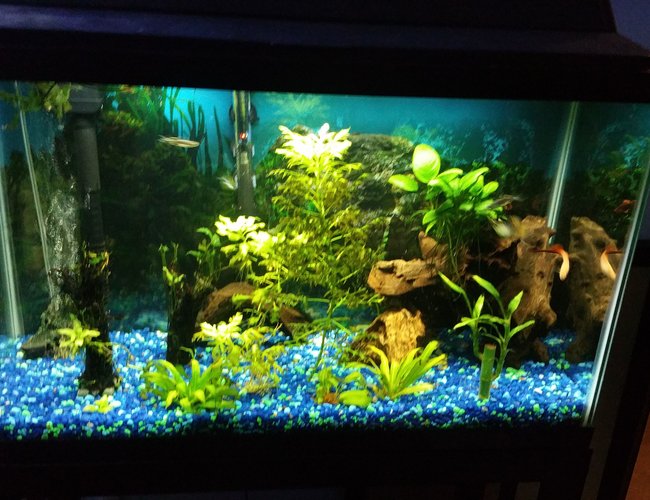 75 gallons freshwater fish tank (mostly fish and non-living decorations) - Ghost Shrimp, Glass catfish 75 gallons freshwater fish tank (mostly fish and non-living decorations) - Ghost Shrimp, Glass catfish