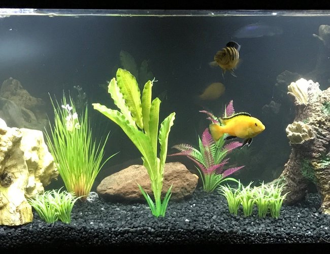 55 gallons freshwater fish tank (mostly fish and non-living decorations) - Cichlids 55 gallons freshwater fish tank (mostly fish and non-living decorations) - Cichlids
