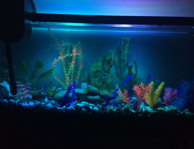 55 gallons freshwater fish tank (mostly fish and non-living decorations) - 55 gallon fresh water tank 55 gallons freshwater fish tank (mostly fish and non-living decorations) - 55 gallon fresh water tank