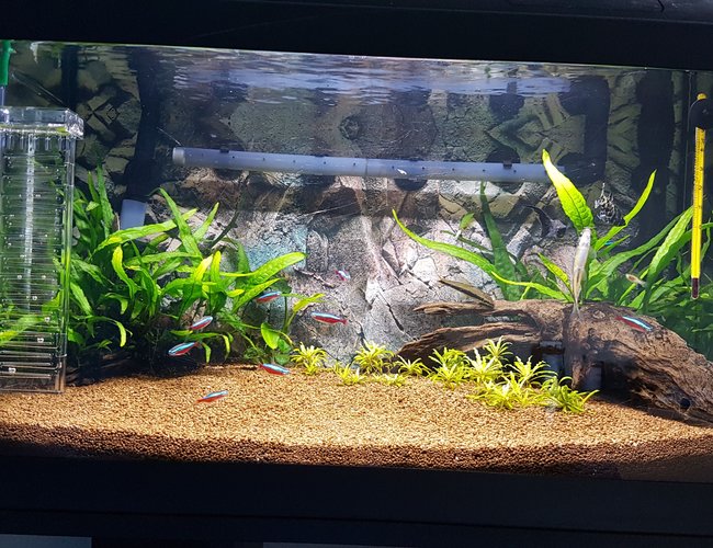 15 gallons freshwater fish tank (mostly fish and non-living decorations) - My first bedroom tank 15 gallons freshwater fish tank (mostly fish and non-living decorations) - My first bedroom tank