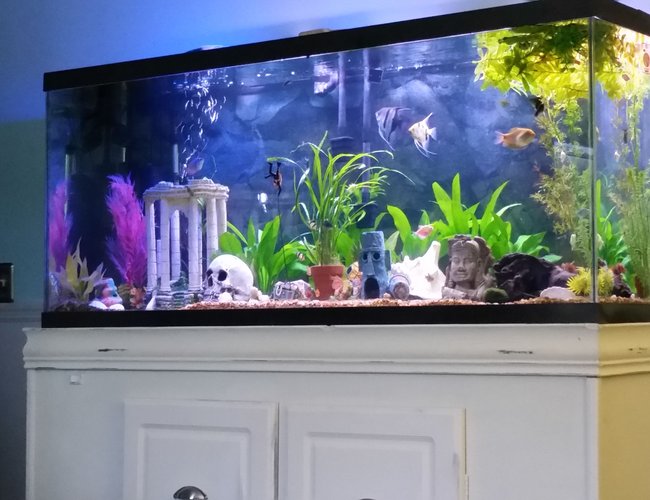 125 gallons freshwater fish tank (mostly fish and non-living decorations) - My 125 community 125 gallons freshwater fish tank (mostly fish and non-living decorations) - My 125 community