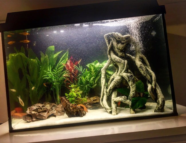 200 gallons freshwater fish tank (mostly fish and non-living decorations) - Freshwater planted community fish Aquarium 200 gallons freshwater fish tank (mostly fish and non-living decorations) - Freshwater planted community fish Aquarium