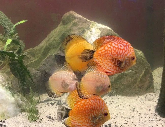 110 gallons freshwater fish tank (mostly fish and non-living decorations) - 110 gallon discus tank 110 gallons freshwater fish tank (mostly fish and non-living decorations) - 110 gallon discus tank