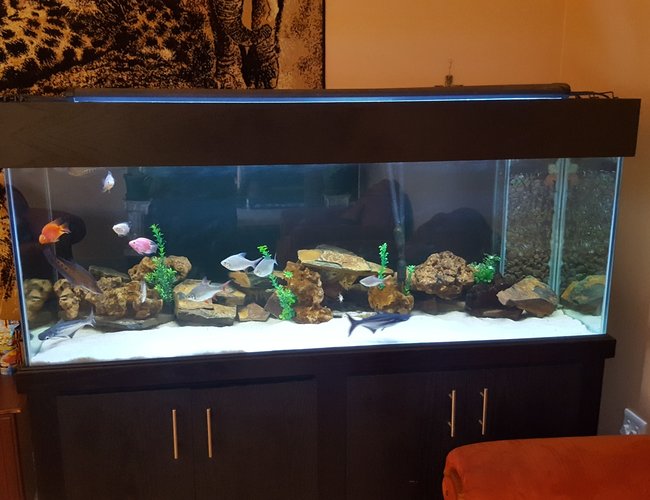 180 gallons freshwater fish tank (mostly fish and non-living decorations) - 180g freshwater display tank 180 gallons freshwater fish tank (mostly fish and non-living decorations) - 180g freshwater display tank