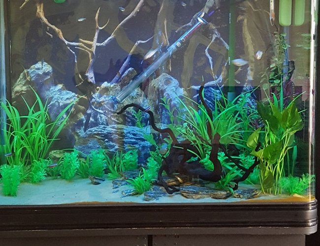 50 gallons freshwater fish tank (mostly fish and non-living decorations) - 200l tank 50 gallons freshwater fish tank (mostly fish and non-living decorations) - 200l tank
