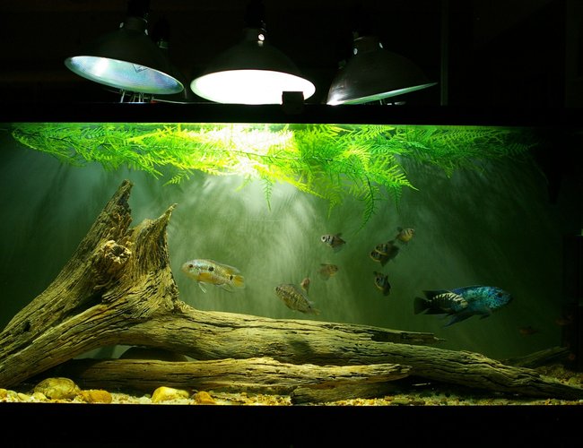 55 gallons freshwater fish tank (mostly fish and non-living decorations) - Electric Blue M/Normal F Jack Dempsey pair, two convict F, one Honduran Red Point/Convict hybrid M, two Port Acara F, eight Red Minor tetras, eight Black Skirt tetras, one Blue Florida freshwater cray. 55 gallons freshwater fish tank (mostly fish and non-living decorations) - Electric Blue M/Normal F Jack Dempsey pair, two convict F, one Honduran Red Point/Convict hybrid M, two Port Acara F, eight Red Minor tetras, eight Black Skirt tetras, one Blue Florida freshwater cray.