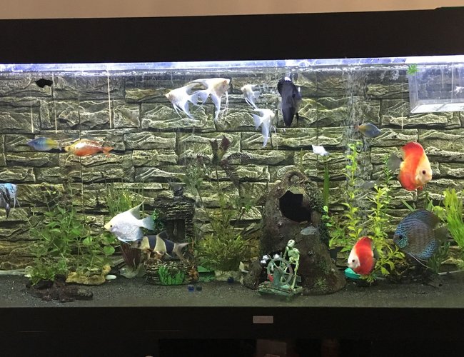 180 gallons freshwater fish tank (mostly fish and non-living decorations) - Juwel Rio 400 180 gallons freshwater fish tank (mostly fish and non-living decorations) - Juwel Rio 400