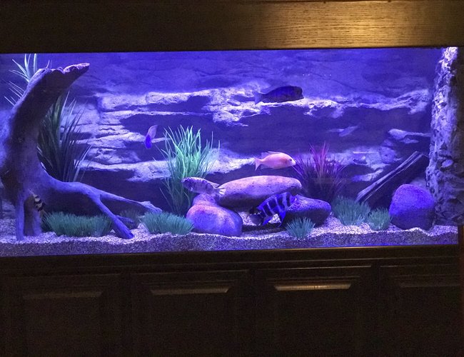 210 gallons freshwater fish tank (mostly fish and non-living decorations) - 210 tank 210 gallons freshwater fish tank (mostly fish and non-living decorations) - 210 tank