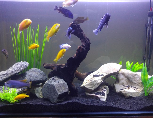 100 gallons freshwater fish tank (mostly fish and non-living decorations) - 1200x450x700 African Malawi tank 100 gallons freshwater fish tank (mostly fish and non-living decorations) - 1200x450x700 African Malawi tank