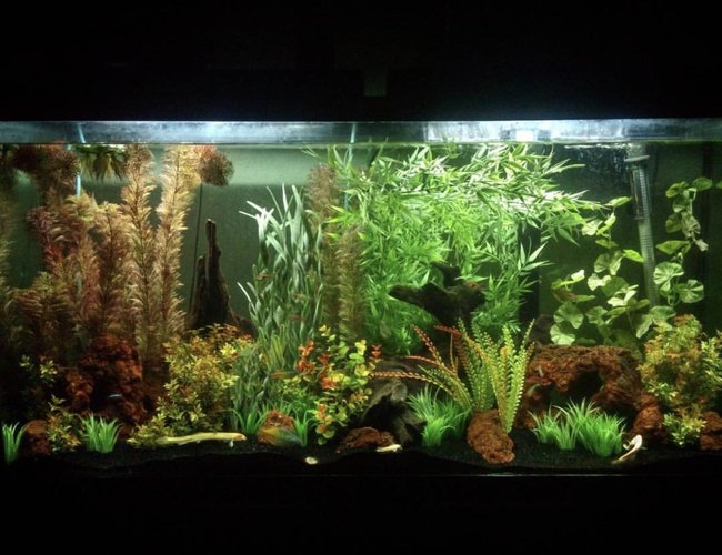 60 gallons freshwater fish tank (mostly fish and non-living decorations) - 60 gallon, community tank with faux plants 60 gallons freshwater fish tank (mostly fish and non-living decorations) - 60 gallon, community tank with faux plants