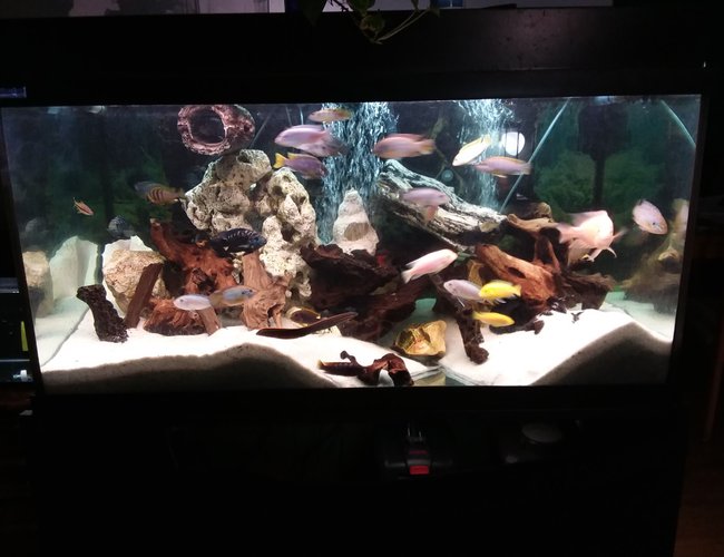120 gallons freshwater fish tank (mostly fish and non-living decorations) - 120 gallon Cichlid and Company tank 120 gallons freshwater fish tank (mostly fish and non-living decorations) - 120 gallon Cichlid and Company tank