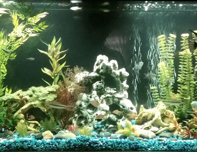 65 gallons freshwater fish tank (mostly fish and non-living decorations) - 60 gallon freshwater tank with fake plants.
5 bloodthin tetras
4 black neon tetras
1 angel fish
3 platys
5 Cory cats
3 Dennison Barb's
3 cherry Barb's
2 algae eaters
4 black skirt tetras
6 red minor tetras
4 gouramis 65 gallons freshwater fish tank (mostly fish and non-living decorations) - 60 gallon freshwater tank with fake plants.
5 bloodthin tetras
4 black neon tetras
1 angel fish
3 platys
5 Cory cats
3 Dennison Barb's
3 cherry Barb's
2 algae eaters
4 black skirt tetras
6 red minor tetras
4 gouramis