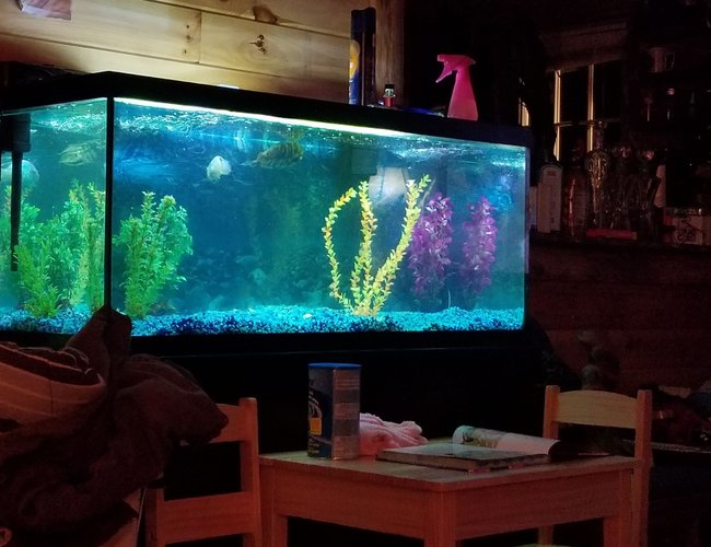 75 gallons freshwater fish tank (mostly fish and non-living decorations) - My 75 gal tank 75 gallons freshwater fish tank (mostly fish and non-living decorations) - My 75 gal tank