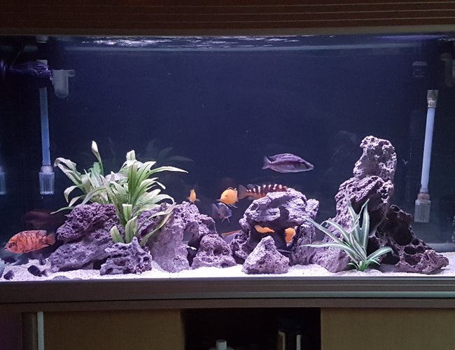 90 gallons freshwater fish tank (mostly fish and non-living decorations) - 300 ltr African cichlid aquarium 90 gallons freshwater fish tank (mostly fish and non-living decorations) - 300 ltr African cichlid aquarium