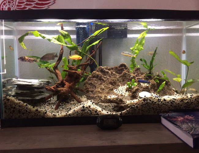 16 gallons freshwater fish tank (mostly fish and non-living decorations) - Community tank 16 gallons freshwater fish tank (mostly fish and non-living decorations) - Community tank