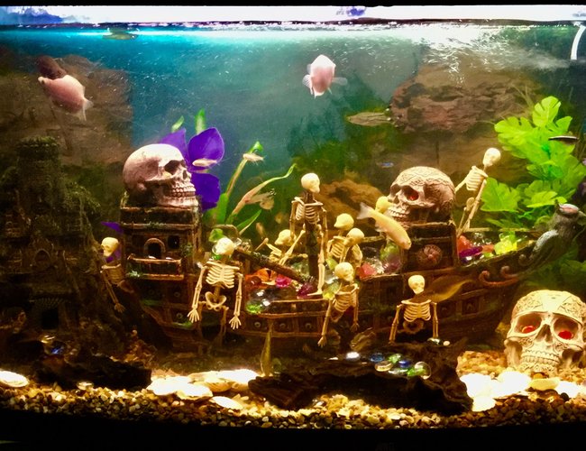 180 gallons freshwater fish tank (mostly fish and non-living decorations) - Shipwrecked 180 gallons freshwater fish tank (mostly fish and non-living decorations) - Shipwrecked