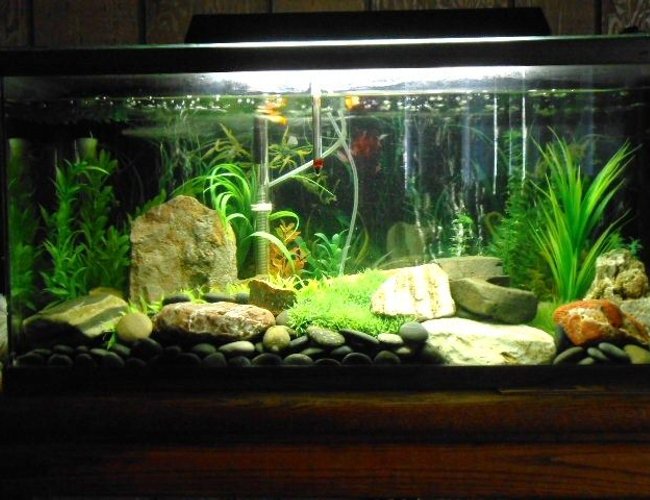 50 gallons freshwater fish tank (mostly fish and non-living decorations) - 50 gal. Freshwater tank. 50 gallons freshwater fish tank (mostly fish and non-living decorations) - 50 gal. Freshwater tank.
