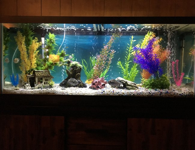 75 gallons freshwater fish tank (mostly fish and non-living decorations) - 75 gal freshwater tank. 75 gallons freshwater fish tank (mostly fish and non-living decorations) - 75 gal freshwater tank.