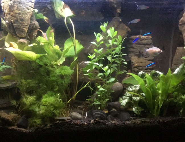25 gallons freshwater fish tank (mostly fish and non-living decorations) - DIY background with styrofoam and cement, has a sand/waterfall and all elements (filter, heater, hidden behind behind) 25 gallons freshwater fish tank (mostly fish and non-living decorations) - DIY background with styrofoam and cement, has a sand/waterfall and all elements (filter, heater, hidden behind behind)
