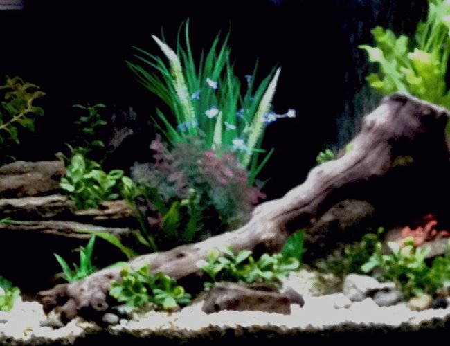 36 gallons freshwater fish tank (mostly fish and non-living decorations) - 55 gallon freshwater tank two weeks in haven't decided on fish yet any suggestions 36 gallons freshwater fish tank (mostly fish and non-living decorations) - 55 gallon freshwater tank two weeks in haven't decided on fish yet any suggestions