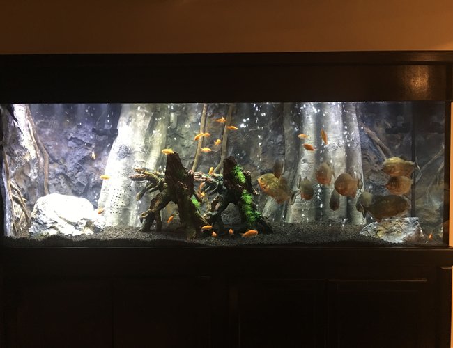 150 gallons freshwater fish tank (mostly fish and non-living decorations) - 11 Red Belly Piranhas
150 Gallon Tank
Background from AquaDecor 150 gallons freshwater fish tank (mostly fish and non-living decorations) - 11 Red Belly Piranhas
150 Gallon Tank
Background from AquaDecor
