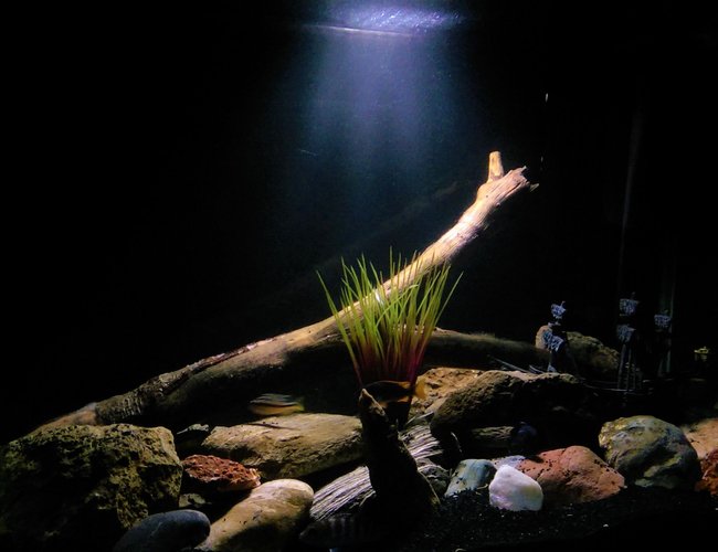 50 gallons freshwater fish tank (mostly fish and non-living decorations) - Fresh water tank, only cichlids :) 50 gallons freshwater fish tank (mostly fish and non-living decorations) - Fresh water tank, only cichlids :)